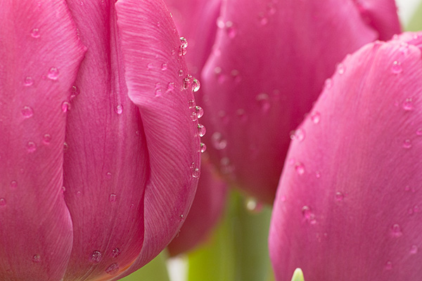 with tulips